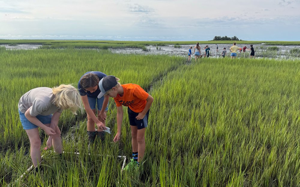 VIMS & Batten School campers conduct quadrat survey research in marsh grass near the Eastern Shore Lab in Wachapreague, VA.